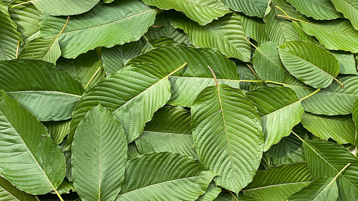 Green-Borneo-Kratom-Leaves